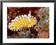 Cadlinella Ornatissima, Indonesia by Mark Webster Limited Edition Pricing Art Print