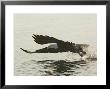 Bald Eagle Seeking To Catch A Fish, Homer, Alaska, Usa by Arthur Morris Limited Edition Pricing Art Print