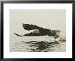 Bald Eagle Seeking To Catch A Fish, Homer, Alaska, Usa by Arthur Morris Limited Edition Print