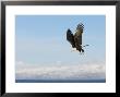 Bald Eagle In Flight With Upbeat Wingspread, Homer, Alaska, Usa by Arthur Morris Limited Edition Print