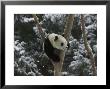 Panda Cub Playing On Tree In Snow, Wolong, Sichuan, China by Keren Su Limited Edition Print