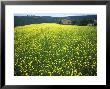 Yellow Flower Covered Fields Of San Gimignano, Tuscany, Italy by Bill Bachmann Limited Edition Pricing Art Print