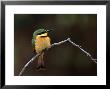 Little Bee Eater, Kenya by Charles Sleicher Limited Edition Print