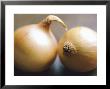 Studio Shot Of Two Onions by Lee Frost Limited Edition Print