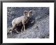 Male Bighorn Sheep (Ovis Canadensis), Banff National Park, Alberta, Canada, North America by James Hager Limited Edition Print