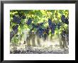 Cabernet Sauvignon Grapes by Joerg Lehmann Limited Edition Print