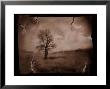 Hanging Tree by Jack Germsheld Limited Edition Print