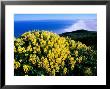 Tree Lupine At Point Reyes National Seashore, Marin County, California by John Elk Iii Limited Edition Print