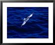 Swallow-Tailed Gull In Flight, South Plaza Island, Islas Plazas, Galapagos, Ecuador, by Richard I'anson Limited Edition Pricing Art Print