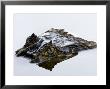 Crocodile Peering Above Surface Of Water by Johnny Haglund Limited Edition Print