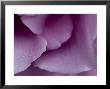 Close View Of Petals Of An Angel Face Rose, Groton, Connecticut by Todd Gipstein Limited Edition Print