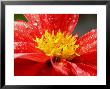 Close View Of A Red Dahlia, Groton, Connecticut by Todd Gipstein Limited Edition Print