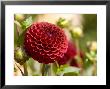 Closeup Of A Red Flower In Butchart Gardens by Tim Laman Limited Edition Pricing Art Print