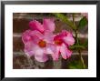 Close View Of A Pink Flower, Stonington, Connecticut by Todd Gipstein Limited Edition Print