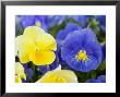 Close View Of Pansies, Massachusetts by Tim Laman Limited Edition Pricing Art Print
