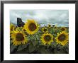 Field Of Sunflowers by Annie Griffiths Belt Limited Edition Print