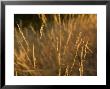 Prairie Grass At The Charles M. Russell National Wildlife Refuge by Joel Sartore Limited Edition Print