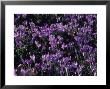Purple Violets Signal That Spring Is Starting, Washington, D.C. by Stacy Gold Limited Edition Print