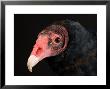Portrait Of A Turkey Vulture, Lincoln, Nebraska by Joel Sartore Limited Edition Print