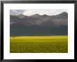 Mountains And Rapeseed Fields, Qinghai, China by David Evans Limited Edition Print