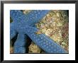 Small Crab Crawls Across A Blue Starfish by Wolcott Henry Limited Edition Print