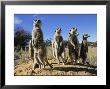 Group Of Meerkats Standing Guard by Mattias Klum Limited Edition Pricing Art Print