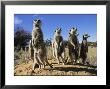 Group Of Meerkats Standing Guard by Mattias Klum Limited Edition Print