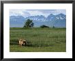An Alaskan Brown Bear In A Meadow At The Foot Of The Aleutian Range by Roy Toft Limited Edition Pricing Art Print