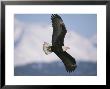 Bald Eagle In Flight With Snowy Mountains In Background by John Eastcott & Yva Momatiuk Limited Edition Print
