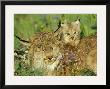 Mother Canadian Lynx Rests As Her Young Looks Around by Norbert Rosing Limited Edition Print