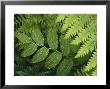 Close Up Detail Of A Fern Frond And Vining Plant by Melissa Farlow Limited Edition Print