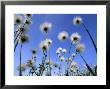 Wind Blown Cotton Grass, Barrow, Alaska by Joel Sartore Limited Edition Pricing Art Print