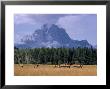 Elk Grazing In Foreground With Mt. Moran In The Background by Eliot Elisofon Limited Edition Print