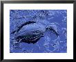 Dead Bluebill Duck, Lying On Its Side, Eyes Open, In An Oil Spill From Greek Tanker Delian Apollon by George Silk Limited Edition Pricing Art Print