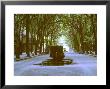 Plane Trees Shade Wide Boulevard Of Cours Mirabeau In Aix En Provence by Gjon Mili Limited Edition Print