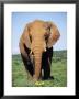 African Elephant, Loxodonta Africana, Covered In Mud, Addo, South Africa, Africa by Ann & Steve Toon Limited Edition Print
