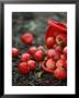Red Apples Falling Out Of A Red Basket by Per Ranung Limited Edition Print