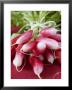 A Bunch Of Radishes by Vanessa Colin Limited Edition Pricing Art Print