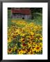 Hirta Daisy And Barn, Waits River, Vermont, Usa by Darrell Gulin Limited Edition Print