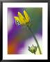 Dew Drop On Convolutus Flower, Sammamish, Washington, Usa by Darrell Gulin Limited Edition Print