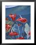 Anthurium Mural In Jardin De Balata, Martinique, Caribbean by Walter Bibikow Limited Edition Print