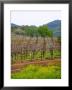 Vineyards In Early Spring, Sonoma Valley, California, Usa by Julie Eggers Limited Edition Pricing Art Print