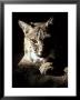 Bobcat Sitting In A Ray Of Sun, Relaxed With A Predator's Stare by Jason Edwards Limited Edition Print