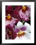 Four Exotic Orchid Blossoms, Groton, Connecticut by Todd Gipstein Limited Edition Print