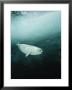 Harp Seal Pup Swims Under Ice Covered Water by Brian J. Skerry Limited Edition Print