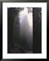 Sequoia Trees Dwarf A Car Traveling Through Sequoia National Forest by Carsten Peter Limited Edition Print