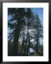 Camping Near John Muir Trail, Yosemite Natinoal Park by Phil Schermeister Limited Edition Print
