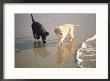 Two Retriever Pups Walk In  The Surf At A Beach by Bill Curtsinger Limited Edition Pricing Art Print