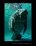 West Indian Manatee by Brandon Cole Limited Edition Pricing Art Print