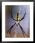 Spider On Its Web by Jim Mcguire Limited Edition Print